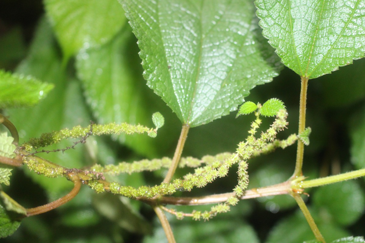 Boehmeria rugosissima (Reinw. ex Blume) Miq.